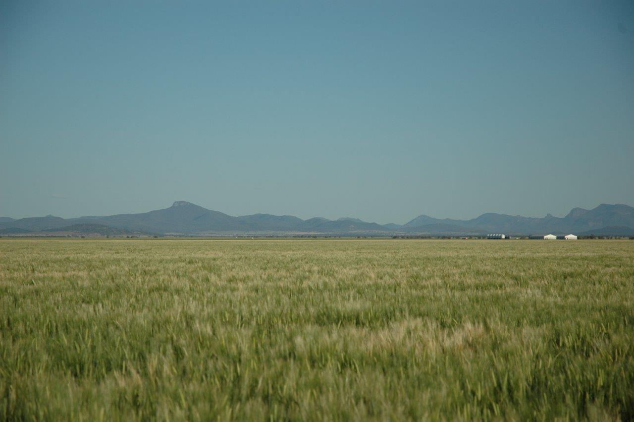 Crops at Calga Station